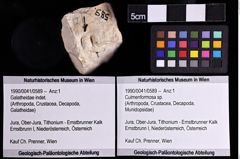 Foto (Objket + Etiketten) von Culmenformosa sp. 